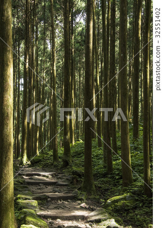 Forest trail 32551402