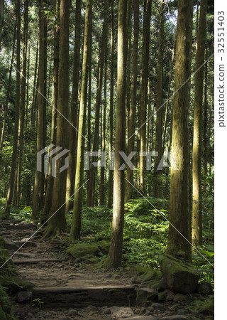 森林小徑 32551403