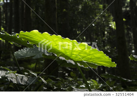 森林小徑 32551404