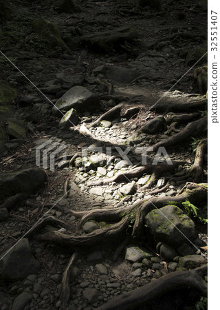Forest trail Forest trail 32551407