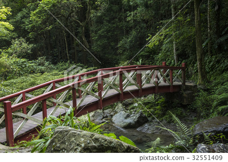 Forest trail Forest trail 32551409