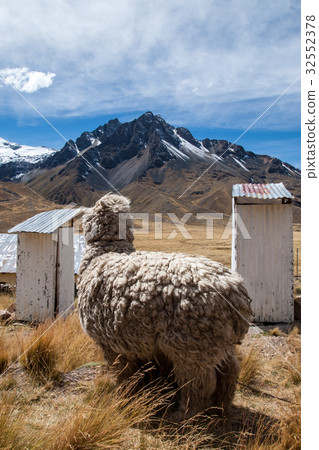 Alpaca at Lalaya Pass in Peru 32552378