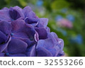 Hydrangea in Kamakura 32553266