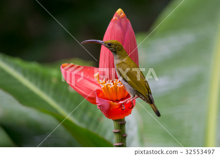 Grey-breasted spiderhunter and Banana blossom. Grey-breasted spiderhunter and Banana blossom. 32553497