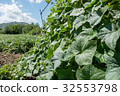 Green leaves of cucumbers growing together.  32553798