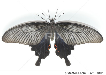 Cowanized女性白色背景 32553804