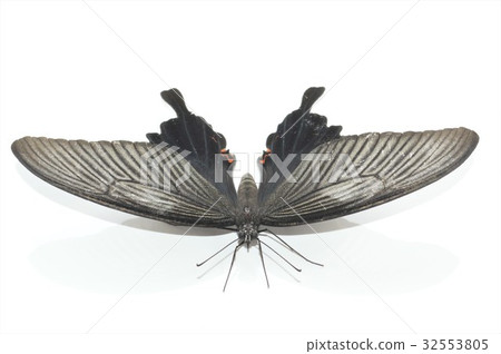 Cowanized female white background 32553805