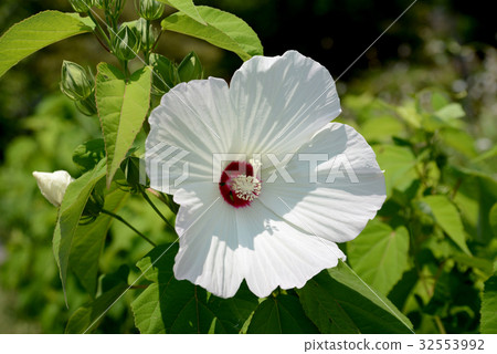 American fly 32553992