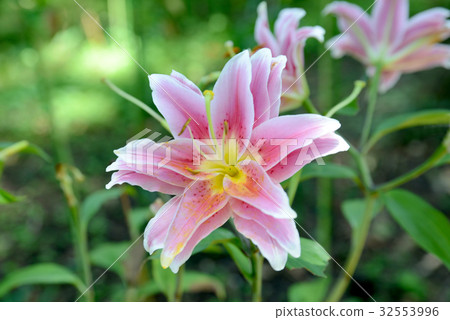 Lily of Yae Lily of Yae 32553996