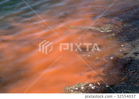 Akashio · Red tide 32554037