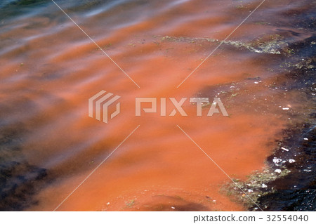 Akashio · Red tide 32554040