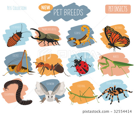 Pet insects breeds icon set flat style isolated  32554414