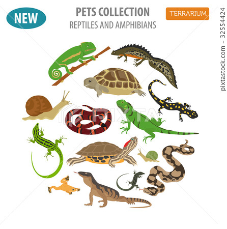 Pet reptiles and amphibians icon set flat style  32554424