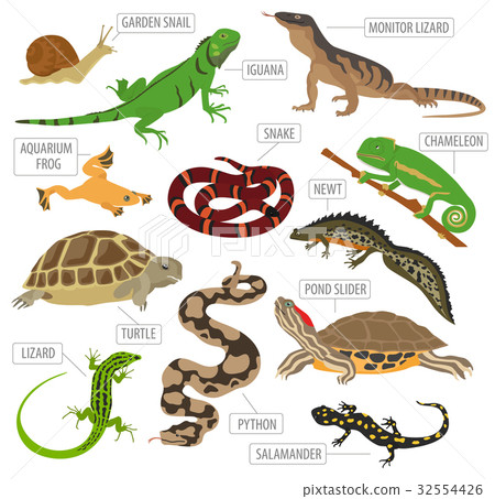 Pet reptiles and amphibians icon set flat style Pet reptiles and amphibians icon set flat style 32554426