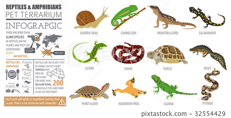 Pet reptiles and amphibians icon set flat style  32554429