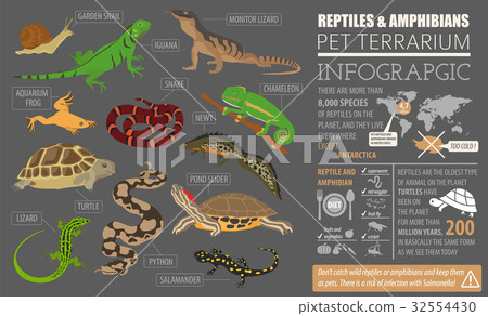 Pet reptiles and amphibians icon set flat style  32554430