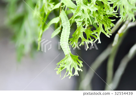 Microsorum punctatum or Mermaid's Tail fern 32554439