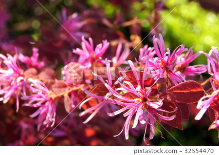 Safflower Tokiwamansaku: Flower of safflower Tokiwa 32554470