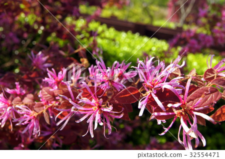 紅花Tokiwamansaku：紅花常盤之花 32554471