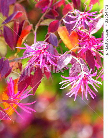 紅花Tokiwamansaku：紅花常盤之花 32554472