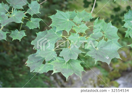 Yamamomiji Yamamomiji 32554534