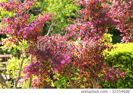 紅花Tokiwamansaku:紅花常盤之花 紅花Tokiwamansaku:紅花常盤之花 32554686