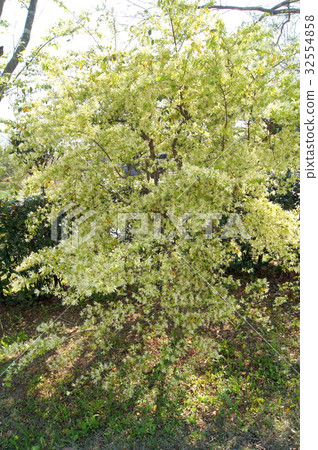 Tokiwamansaku (White flowered Tokiwa Tokachika) 32554858