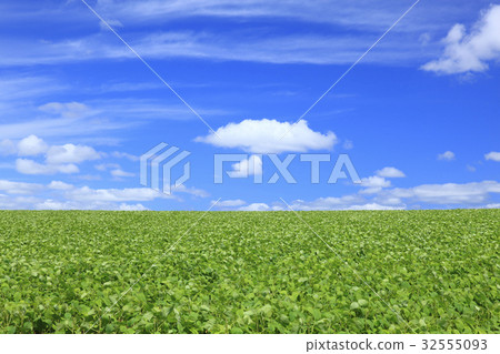 北海道美瑛鎮紅豆田和夏天雲彩 32555093