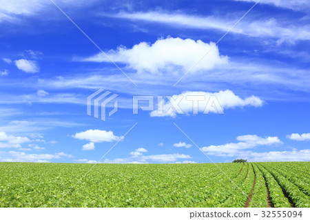 北海道美瑛鎮紅豆田和夏天雲彩 32555094