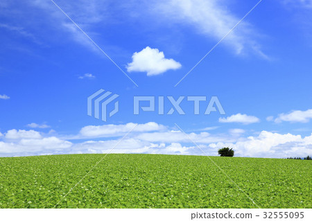 北海道美瑛鎮紅豆田和夏天雲彩 32555095