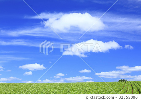 北海道美瑛鎮紅豆田和夏天雲彩 32555096