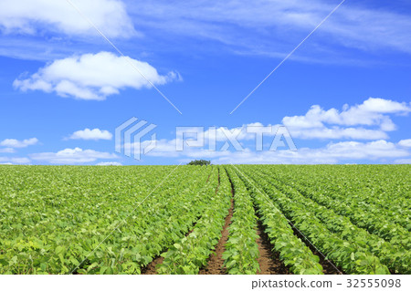北海道美瑛鎮紅豆田和夏天雲彩 32555098