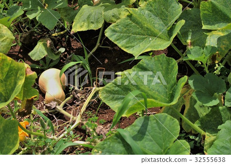 Butter nut squash 32555638