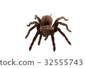 Brachypelma vagans spider Isolated 32555743