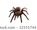 Brachypelma vagans spider Isolated 32555744