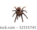 Brachypelma vagans spider Isolated 32555745