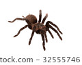 Brachypelma vagans spider Isolated 32555746