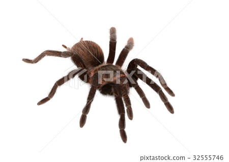 Brachypelma vagans spider Isolated 32555746