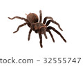 Brachypelma vagans spider Isolated 32555747