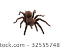Brachypelma vagans spider Isolated 32555748