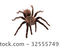 Brachypelma vagans spider Isolated 32555749
