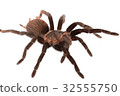 Brachypelma vagans spider Isolated 32555750