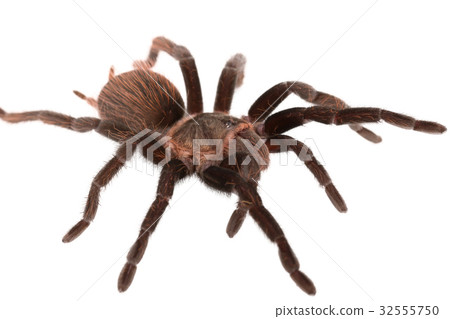 Brachypelma vagans spider Isolated 32555750