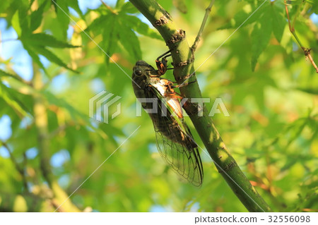 Kumazumi Kumazumi 32556098