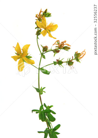 St. John's wort (Hypericum perforatum) isolated St. John's wort (Hypericum perforatum) isolated 32556237