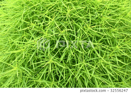 Kokia（掃帚）的背景材料 32556247