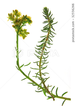 reflexed stonecrop or prick-madam (Sedum rupestre) 32556266