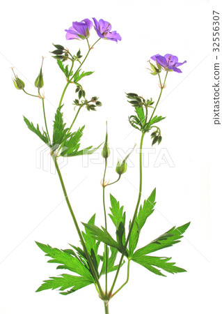 Meadow Cranesbill Geranium pratense isolated 32556307