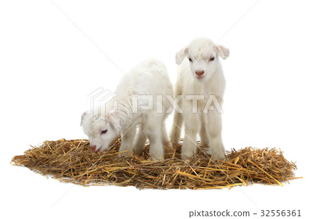 two goat two goat 32556361