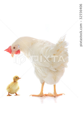 small chicken duck and hen 32556406